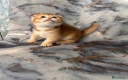 Scottish Fold cats for sale: Pedigree Scottish Fold kittens - Image 10