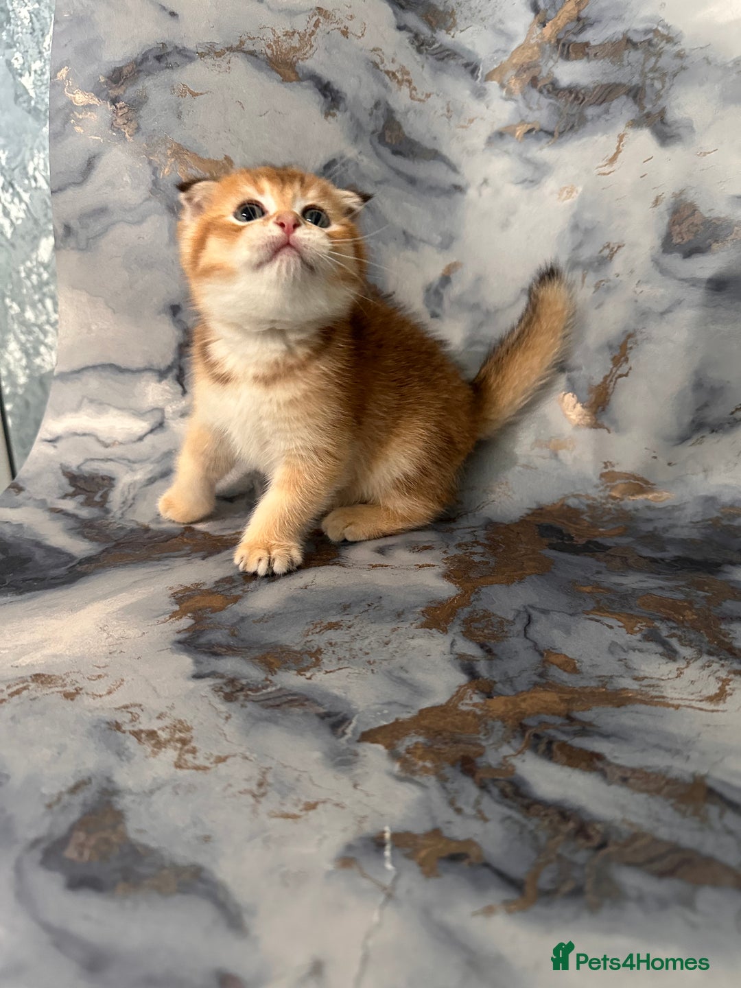 Scottish Fold cats for sale: Pedigree Scottish Fold kittens - Image 10