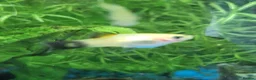 Platies fish for sale: Platy - Advert 3