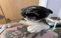 Akita dogs for sale: Female Akita puppy  - Image 1