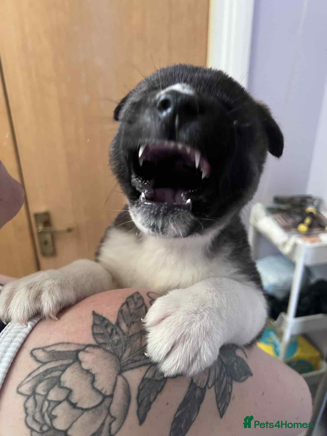 Akita dogs for sale: Female Akita puppy  - Image 1