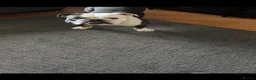 Olde English Bulldogge dogs for sale: New english bulldog  - Advert 6