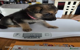 German Shepherd dogs for sale: German Shepard KC Reg Puppies in Scunthorpe - Image 35