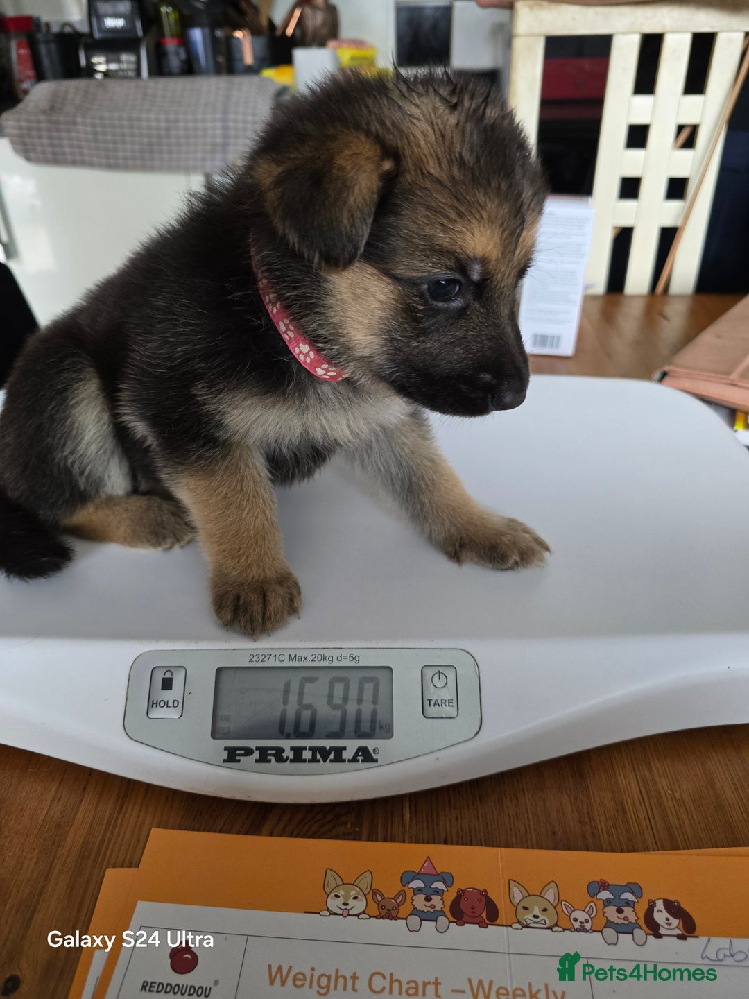 German Shepherd dogs for sale: German Shepard KC Reg Puppies in Scunthorpe - Image 35