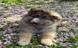 German Shepherd dogs for sale: Blue/Tan Pedigree German Shepherd puppies - Image 4