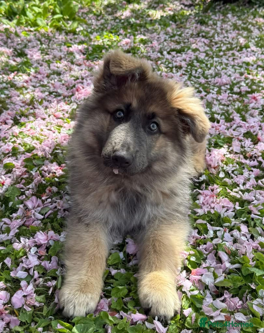 German Shepherd dogs for sale: Blue/Tan Pedigree German Shepherd puppies - Image 4