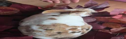 Rex rabbits for sale: Beautiful mini rex various ages - Advert 9