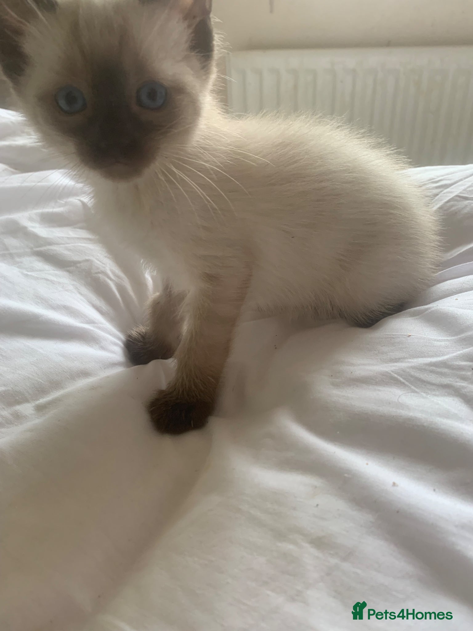 Ragdoll cats Rag doll/siemese - Advert 17