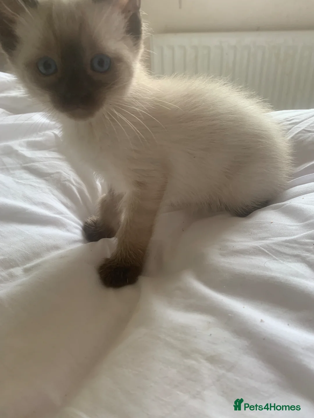 Ragdoll cats for sale: Rag doll/siemese - Advert 1