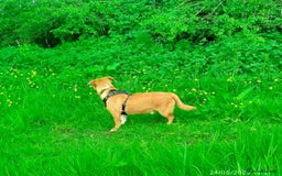 Mixed Breed dogs for sale: Gorgeous 9 month old puppy  - Image 4