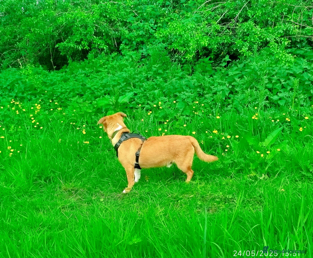 Mixed Breed dogs for sale: Gorgeous 9 month old puppy  - Image 4