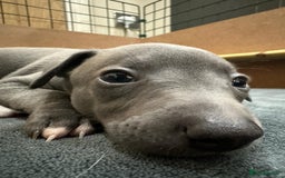 Whippet dogs for stud: Proven KC registered Whippet for Stud in London - Image 10