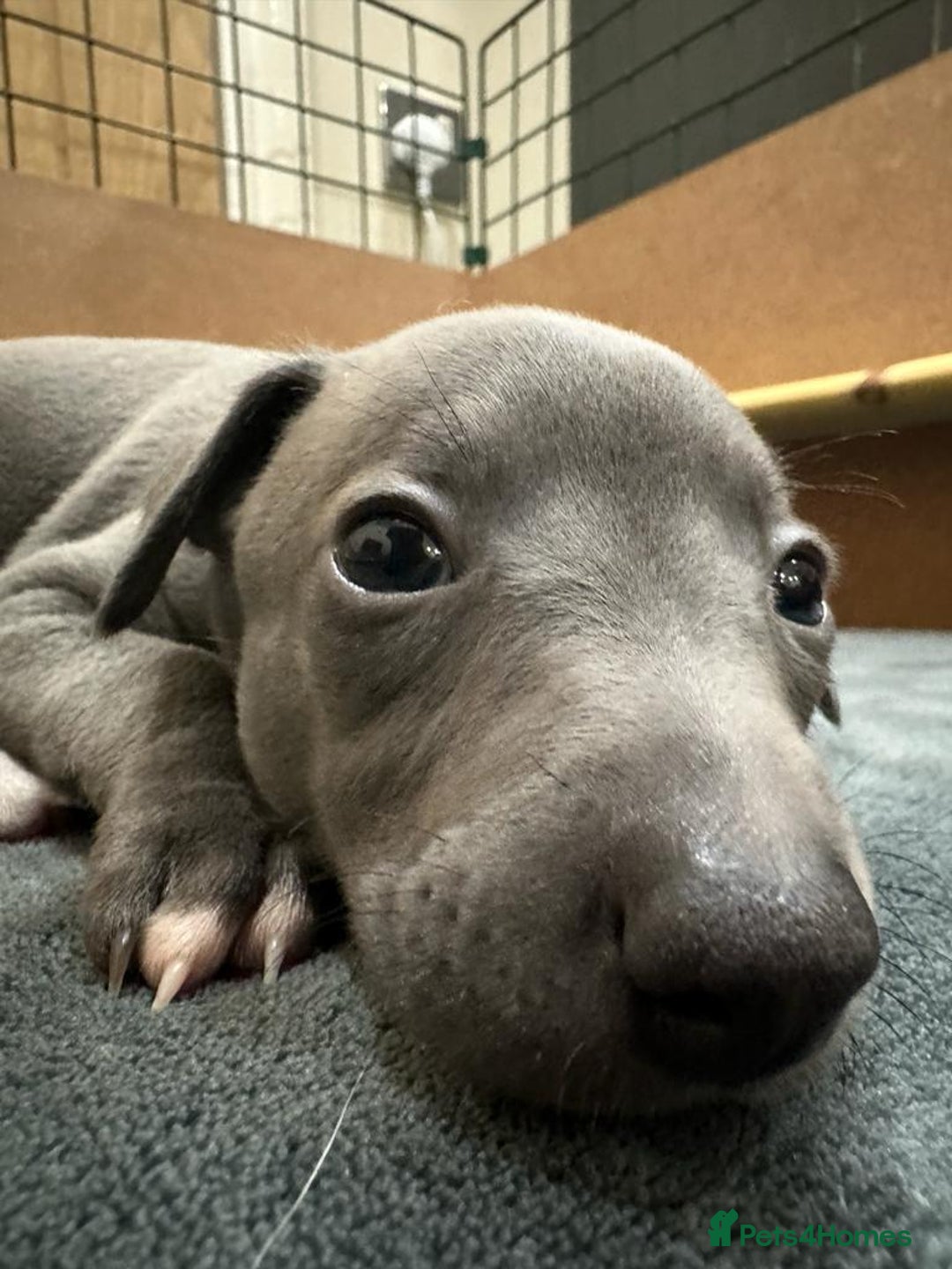Whippet dogs for stud: Proven KC registered Whippet for Stud in London - Image 10
