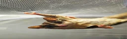 Sugar Glider rodents for sale: 2 female sugar gliders  in Chester - Advert 10
