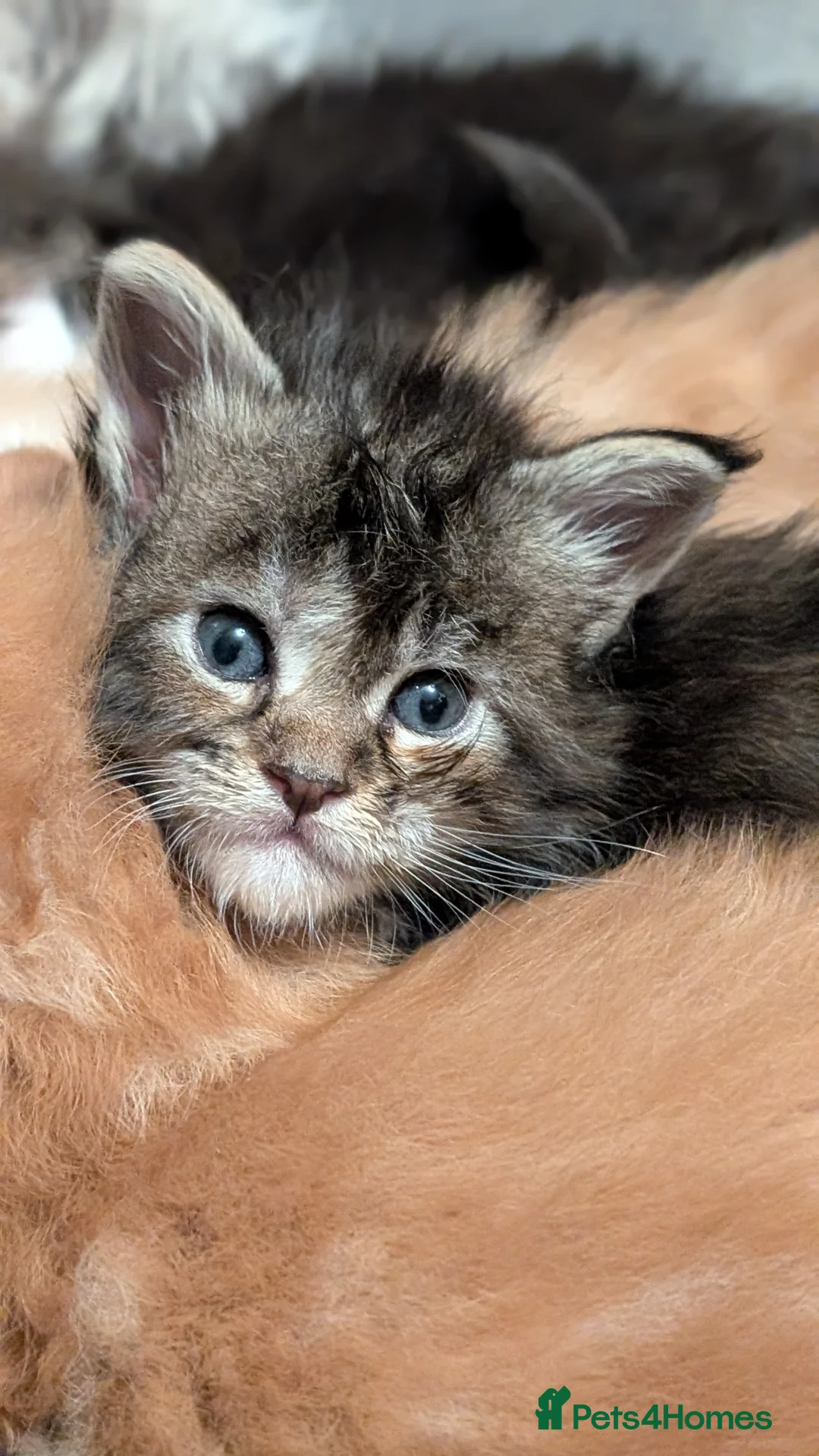 Maine Coon cats for sale: Pedigree, Tica registered last girl - Advert 7