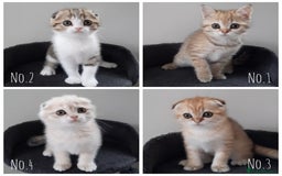 Scottish Fold cats for sale: TICA Registered Scottish Fold Two Spayed Kittens  - Image 3
