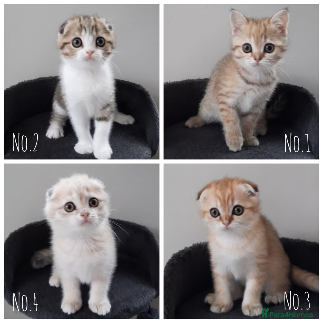 Scottish Fold cats for sale: TICA Registered Scottish Fold Two Spayed Kittens  - Image 3