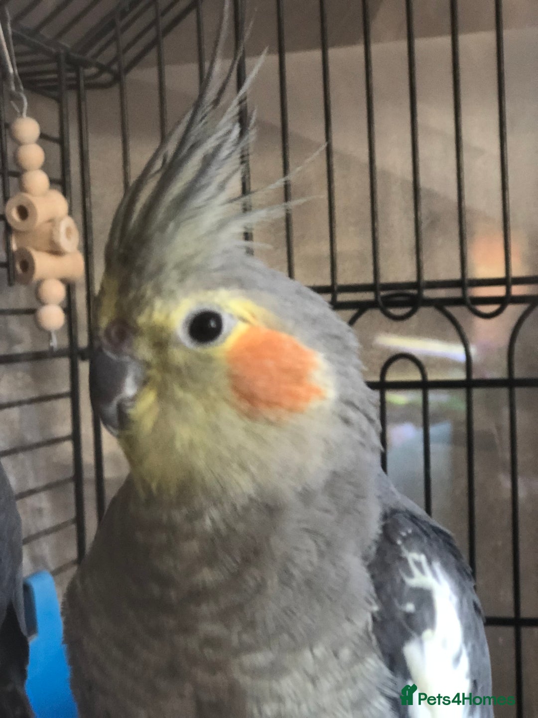 Cockatiels birds for sale: Cockatiel Pair for sale - Advert 2