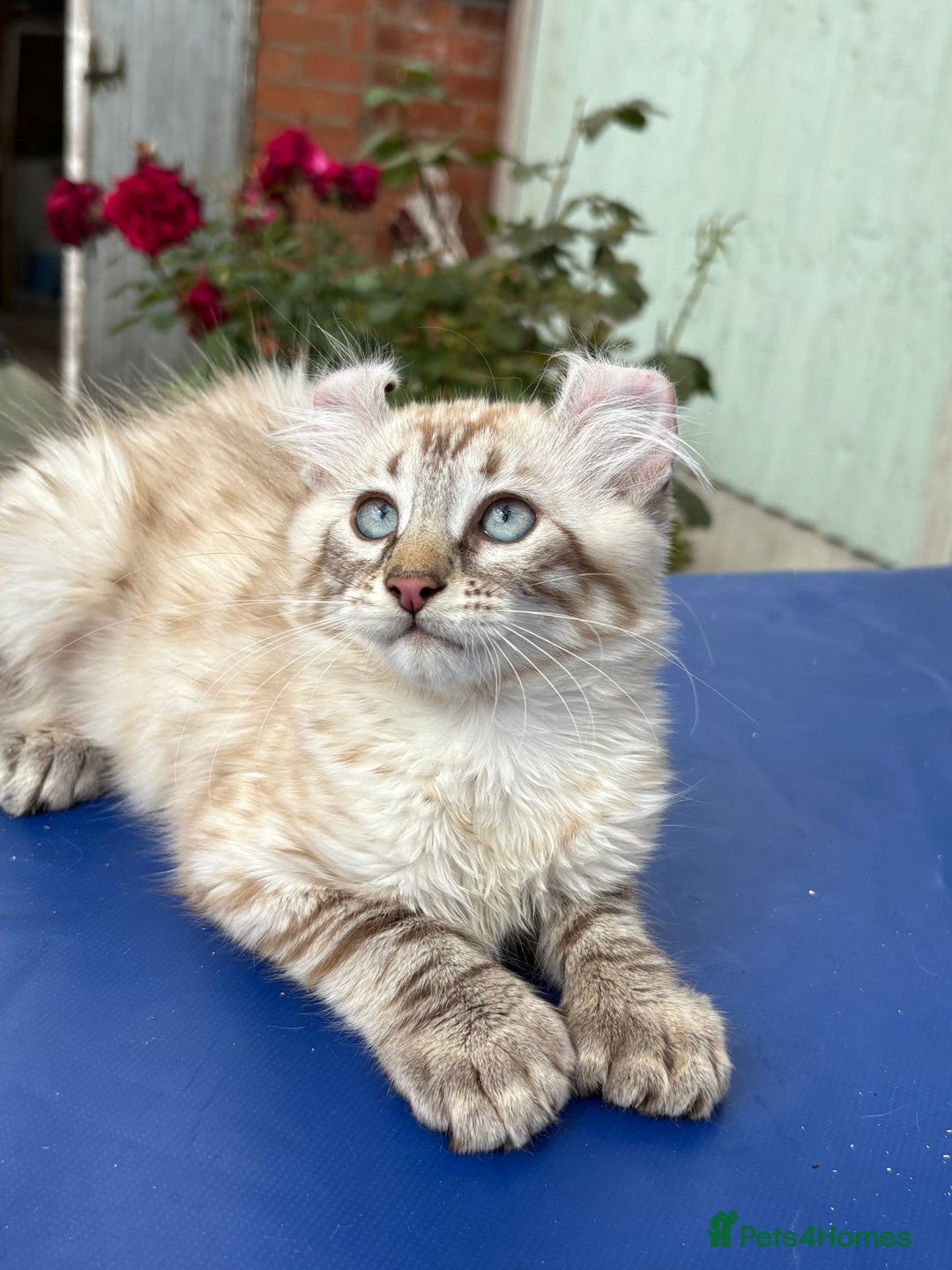 Keetso cats for sale: Stunning polydactyl longhaired snow leopard Keetso - Image 26