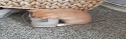 Persian cats for sale: Male Persian kittens - Advert 4