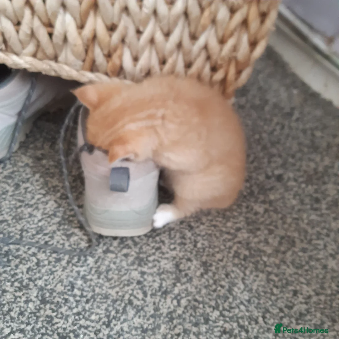 Persian cats for sale: Male Persian kittens - Advert 4