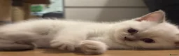 Scottish Fold cats for sale: Scottish fold and strait kittens - Advert 11