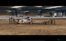 English Warmblood horses for sale: 16hh Schoolmistress  - Image 20