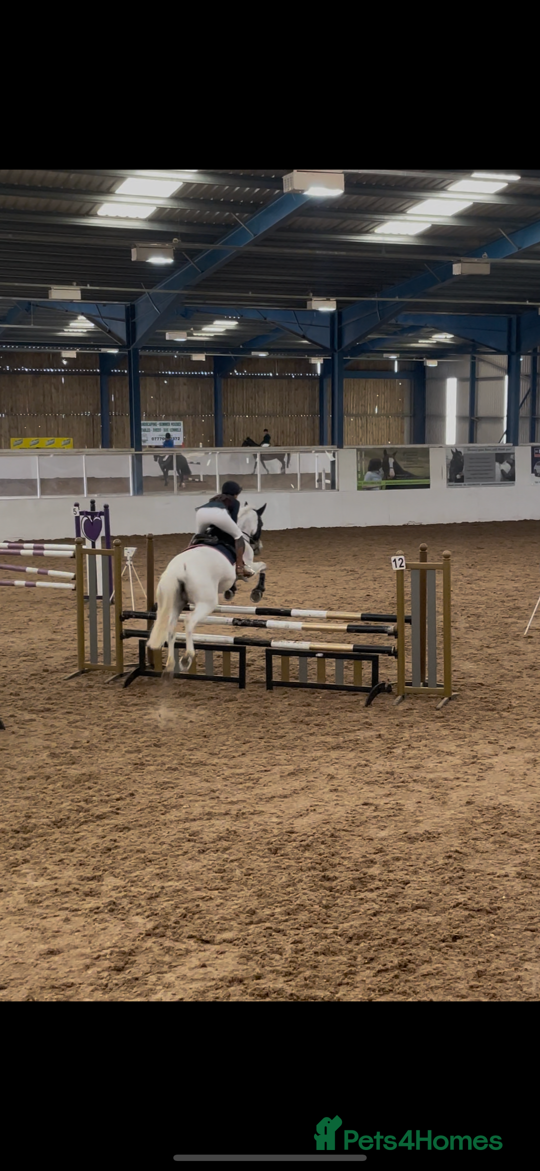 English Warmblood horses for sale: 16hh Schoolmistress  - Image 20