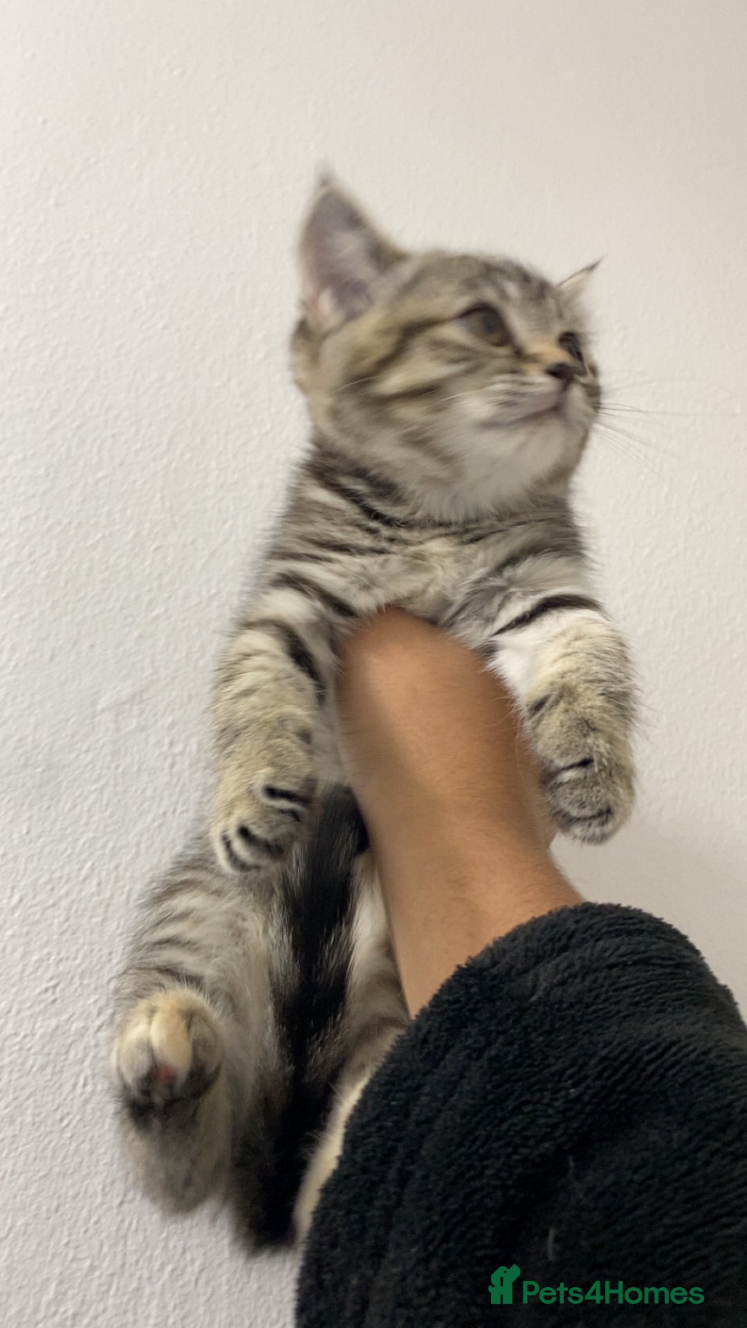 Scottish Fold cats for sale: Cute grey Scottish fold kitten - Advert 3