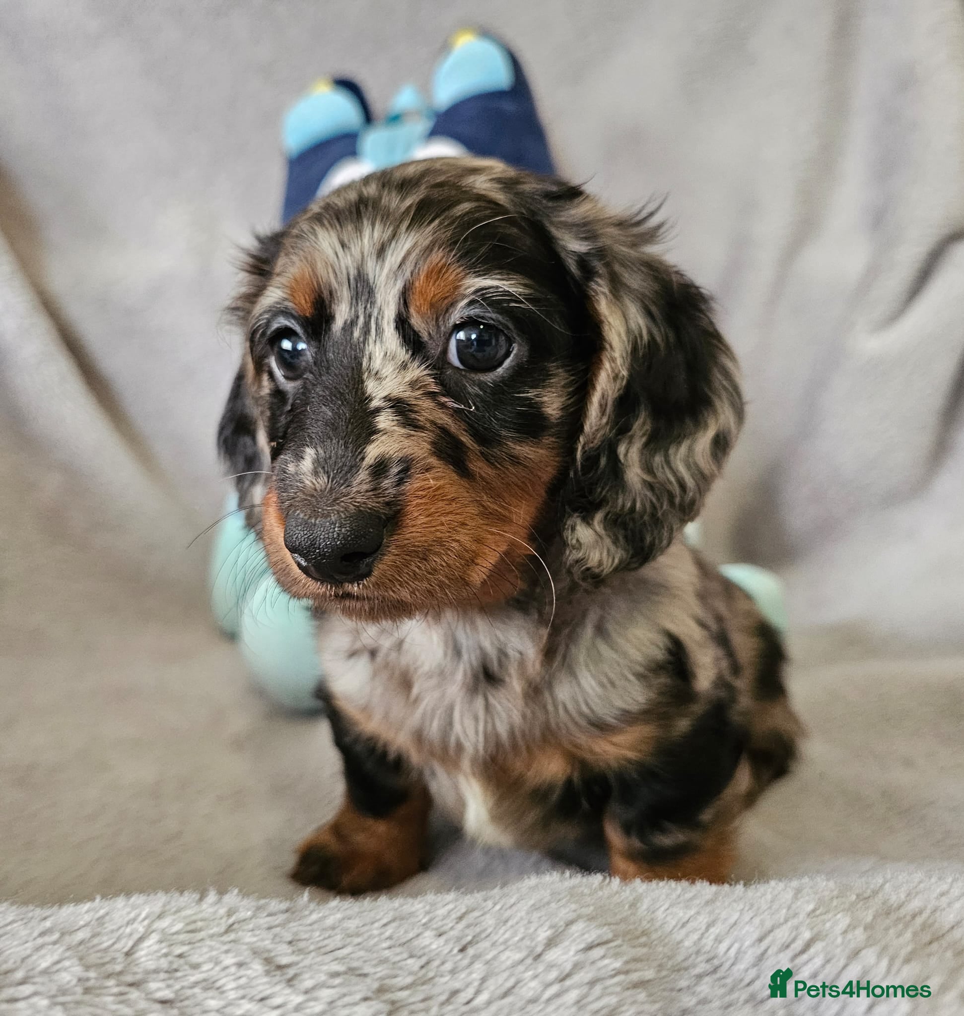 Dachshund dogs Gorgeous Long hair and short hair puppies - Advert 1