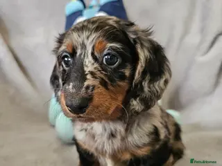 Dachshund dogs Gorgeous Long hair and short hair puppies - Advert 1