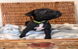 Mixed Breed dogs for sale: Came Corso X Puppies - Image 15