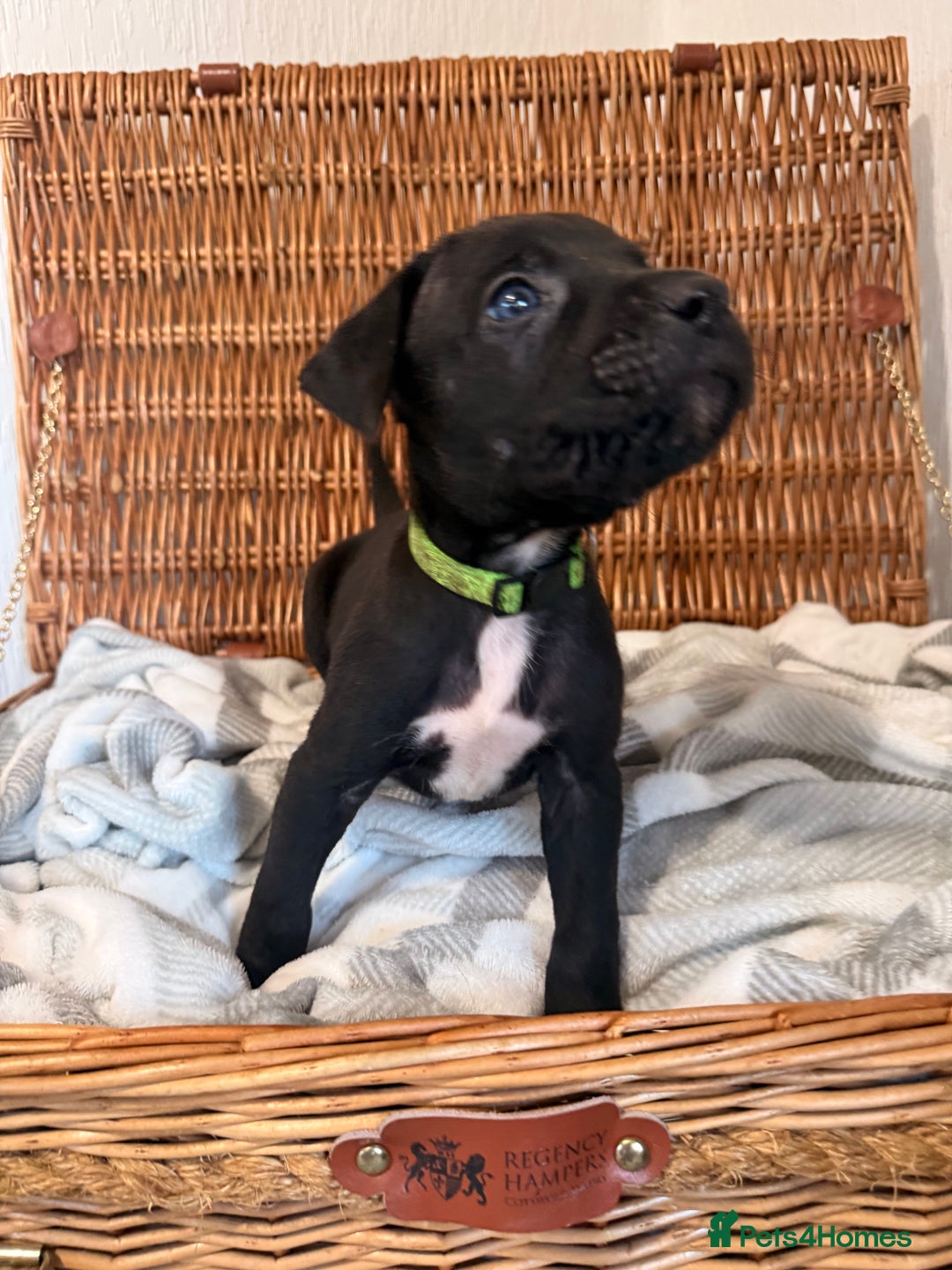 Mixed Breed dogs for sale: Came Corso X Puppies - Image 15