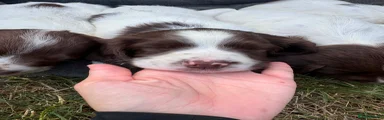 English Springer Spaniel 3