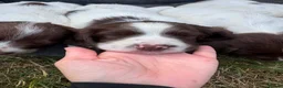 English Springer Spaniel dogs for sale: Springer spaniel pups - Advert 3