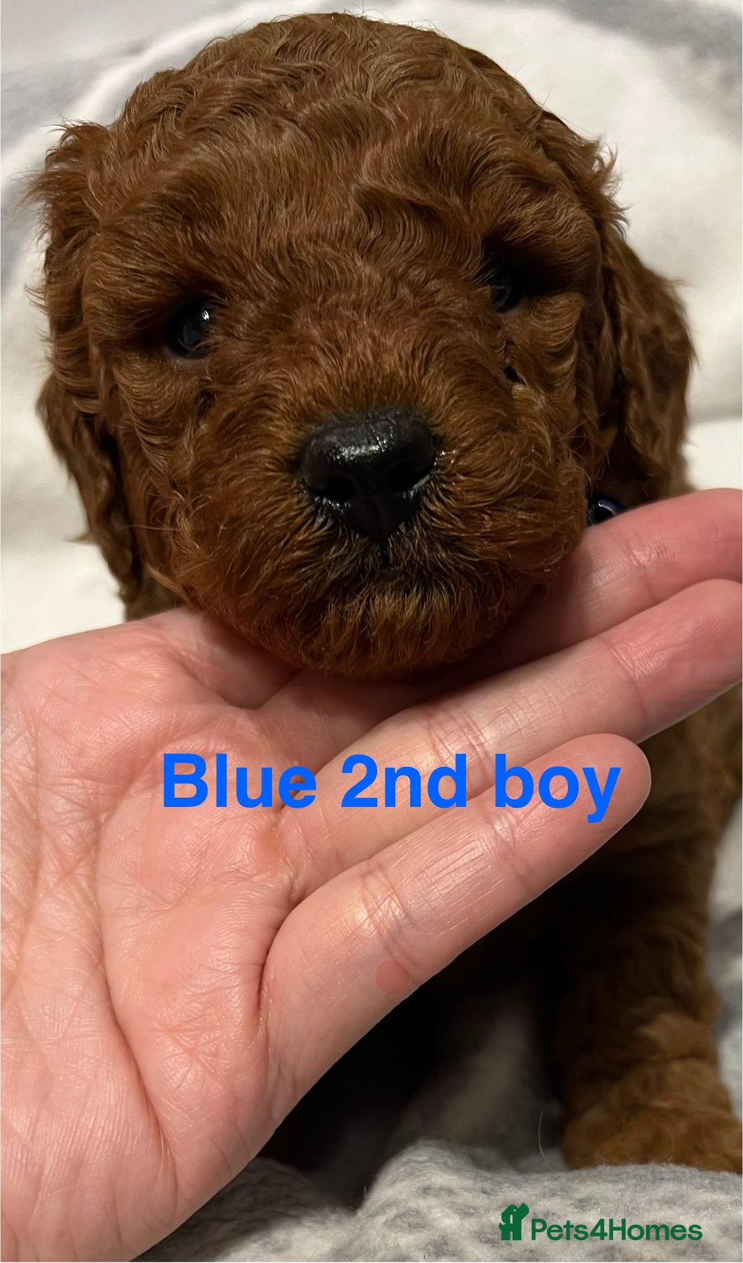 Toy Poodle dogs for sale: Adorable Deep Red Toy Poodle Puppies Available! 🐾 - Image 22