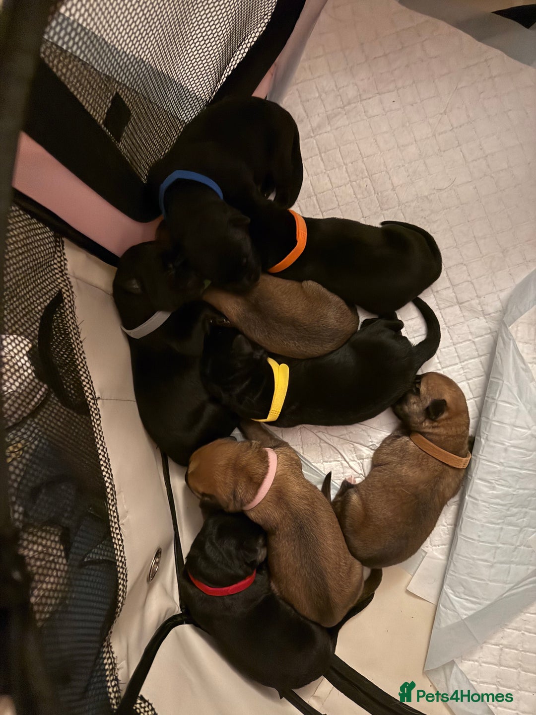 Mixed Breed dogs for sale: German shepherd, Labrador mix puppies for sale  - Advert 12