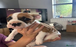 Mixed Breed dogs for sale: French bulldog x - Image 1
