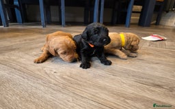 Labradoodle dogs for sale: F1 Labradoodles.  - Image 8