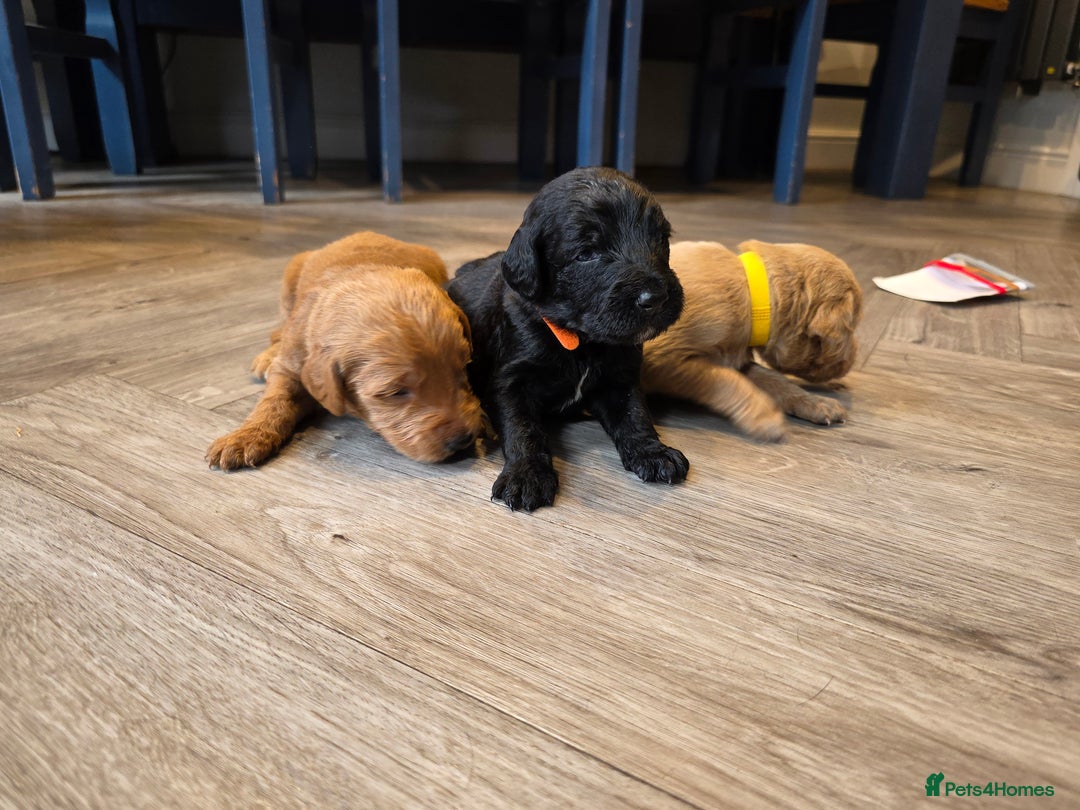 Labradoodle dogs for sale: F1 Labradoodles.  - Image 8