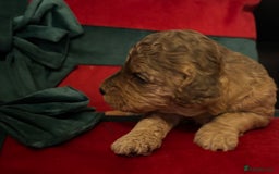 Cockapoo dogs for sale: ⭐️OUTSTANDING, HIGH QUALITY Cockapoo F1B Puppies⭐️ - Advert 5