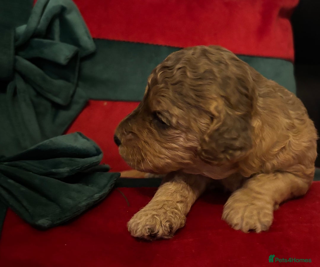 Cockapoo dogs for sale: ⭐️OUTSTANDING, HIGH QUALITY Cockapoo F1B Puppies⭐️ - Advert 5