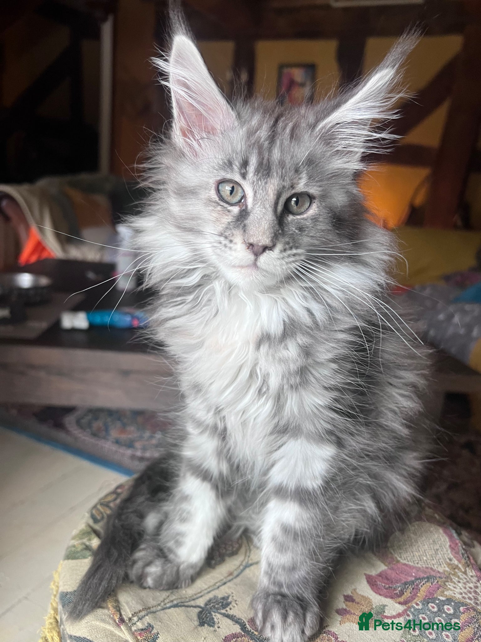 Maine Coon cats Pedigree Maine Coon kittens, TICA reg - Advert 6