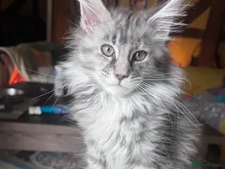 Maine Coon cats Pedigree Maine Coon kittens, TICA reg - Advert 6