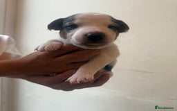 Jack Russell dogs for sale: Beautiful Jack Russell Litter - Image 15