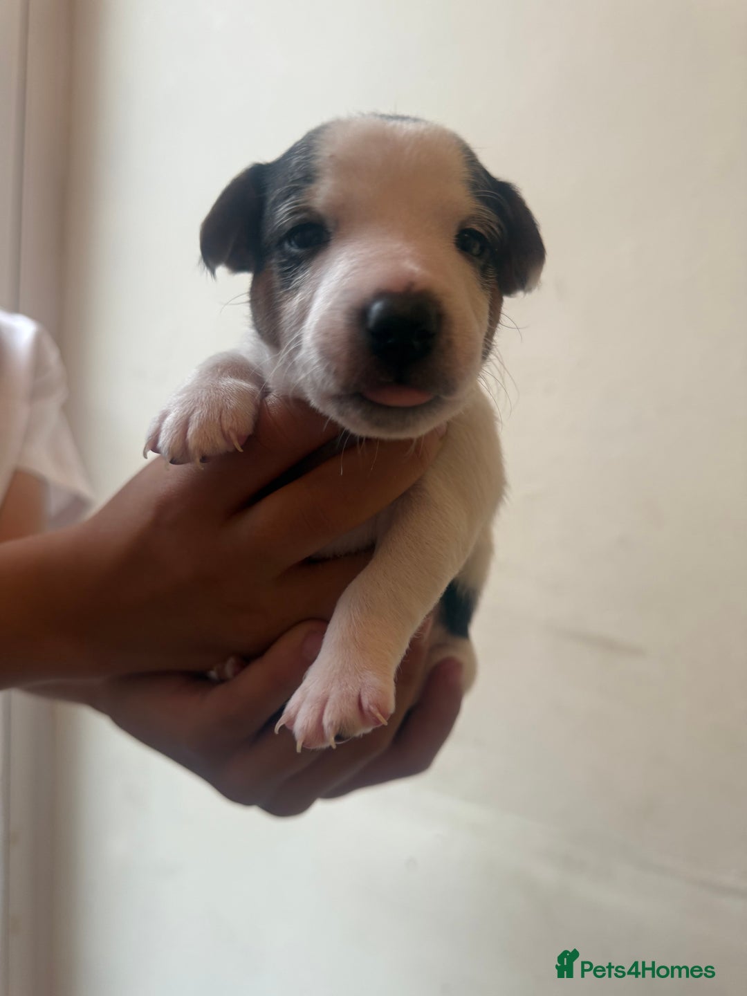 Jack Russell dogs for sale: Beautiful Jack Russell Litter - Image 15