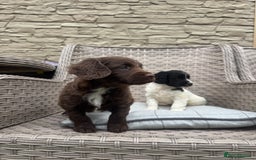 Cocker Spaniel dogs for sale: Beautiful cocker spaniel puppies  - Image 13