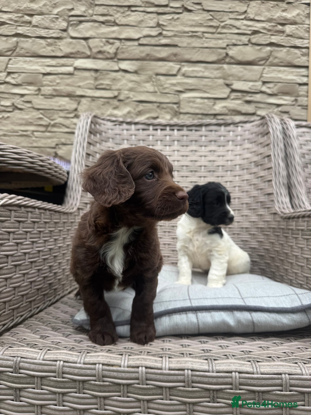 Cocker Spaniel dogs for sale: Beautiful cocker spaniel puppies  - Image 13