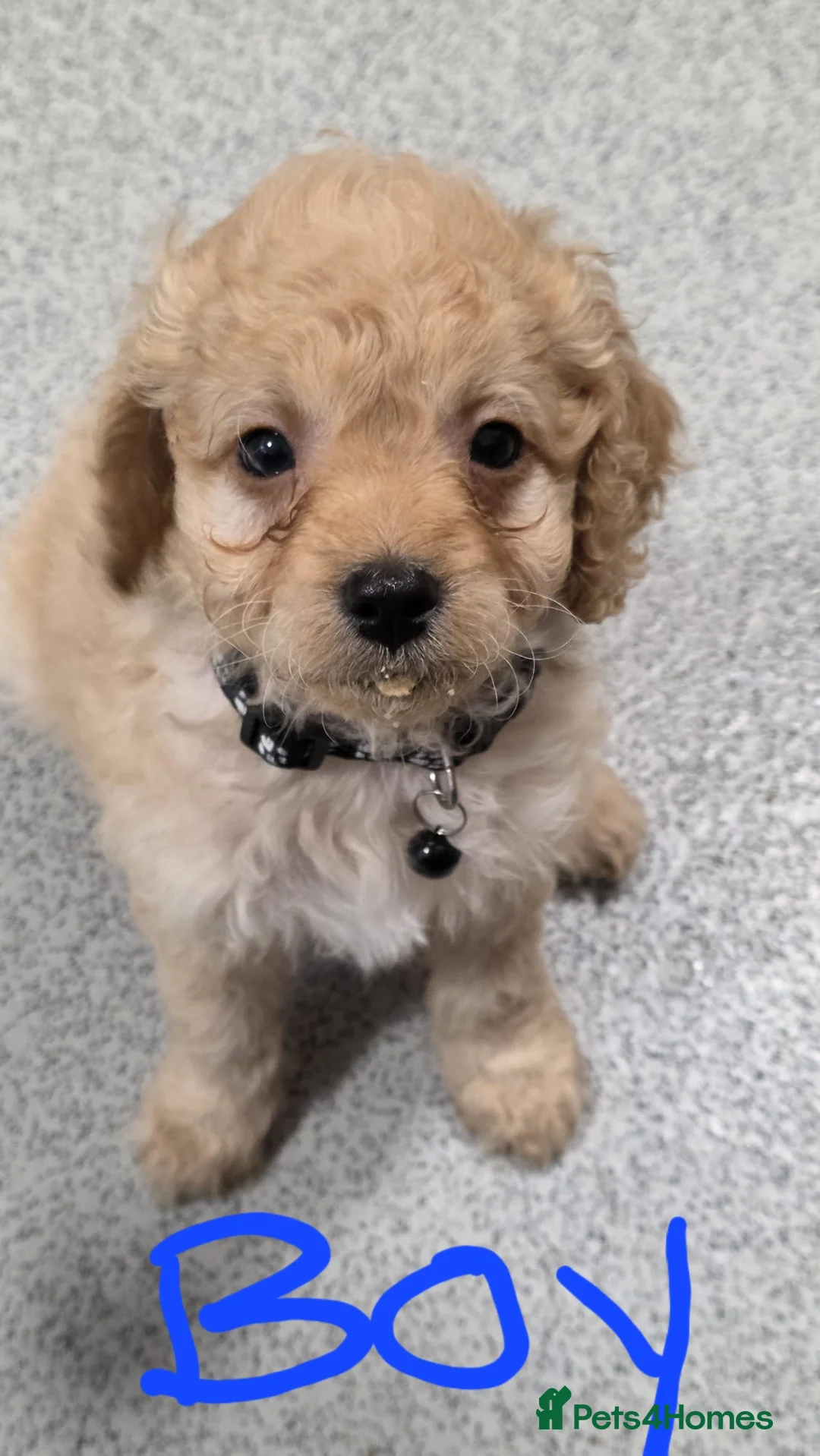 Cavapoo dogs for sale: Cavapoo F1B in Basildon - Advert 2