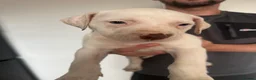 American Bulldog dogs for sale: My beautiful Bella has had her first litter - Advert 2